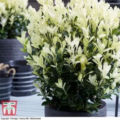 Euonymus Japonicus 'Himalaya' 14 Euonymus Japonicus 'Himalaya' -Florist Zone euon hima7