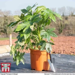 Fatsia Japonica -Florist Zone fat jap