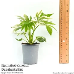 Fatsia Japonica 'Spiders Web' -Florist Zone fatsia1