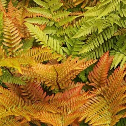 Fern Hardy Collection -Florist Zone fern NOW1