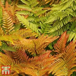 Fern Hardy Collection -Florist Zone fern22