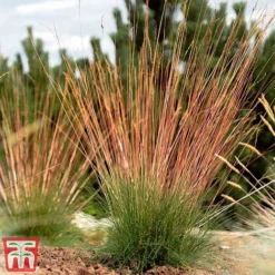 Festuca 'Sunrise' -Florist Zone fest sun