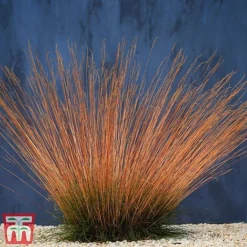 Festuca 'Sunrise' -Florist Zone fest sun2