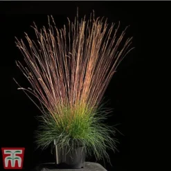 Festuca 'Sunrise' -Florist Zone fest sun3