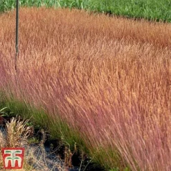 Festuca 'Sunrise' -Florist Zone fest sun4