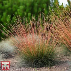 Festuca 'Sunrise' -Florist Zone fest sun6