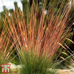 Festuca 'Sunrise' -Florist Zone fest sun7