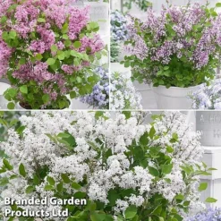 Syringa Flowerfesta® Collection -Florist Zone fftio2