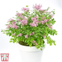 Lilac Dwarf 'Flowerfesta® Pink' -Florist Zone flow1