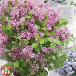 Lilac Dwarf 'Flowerfesta® Pink' -Florist Zone flowd
