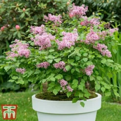 Lilac Dwarf 'Flowerfesta® Pink' -Florist Zone flows