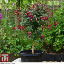 Fuchsia 'Angela' (Hardy) (Standard) -Florist Zone fuch ang a