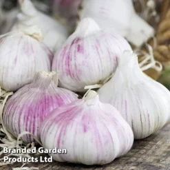 Garlic Trio Collection -Florist Zone garlic b