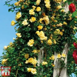 Rose 'Golden Showers' (Climbing) 6 Rose 'Golden Showers' (Climbing) -Florist Zone golden
