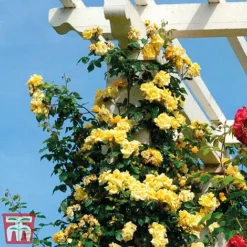 Rose 'Golden Showers' (Climbing) 7 Rose 'Golden Showers' (Climbing) -Florist Zone golden2