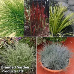 Colourful Ornamental Grass Collection -Florist Zone grass coll