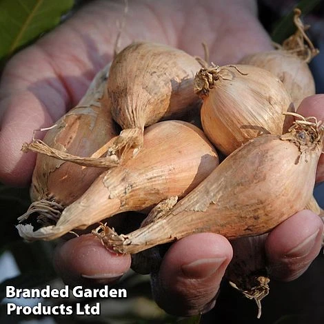 Shallot (Autumn) Twin Pack 2 Shallot (Autumn) Twin Pack - Image 2