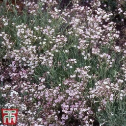 Everlasting Perennial Collection -Florist Zone gypsophila rosea2
