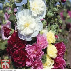 Everlasting Perennial Collection -Florist Zone hollyhock chatersmixed3