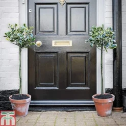 Holly 'Golden King' (Standard Tree) -Florist Zone hols1