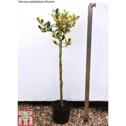 Holly 'Golden King' (Standard Tree) -Florist Zone hols2