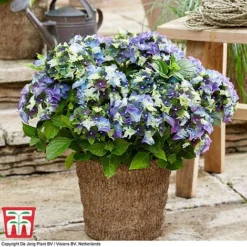 Hydrangea Macrophylla 'Lady Mata Hari Duo' (Royalty Collection) -Florist Zone hyd blue T1