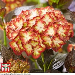 Hydrangea Macrophylla 'Light My Fire'