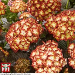 Hydrangea Macrophylla 'Light My Fire' -Florist Zone hyd light T3