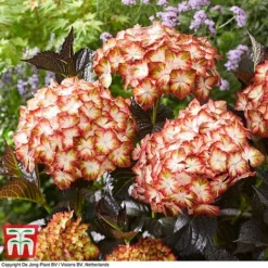 Hydrangea Macrophylla 'Light My Fire' -Florist Zone hyd light T4