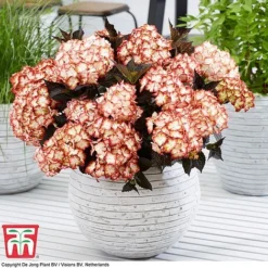 Hydrangea Macrophylla 'Light My Fire' -Florist Zone hyd light T5