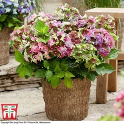 Hydrangea Macrophylla 'Lady Mata Hari Duo' (Royalty Collection) -Florist Zone hyd pink T