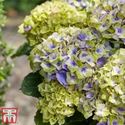 Hydrangea Macrophylla 'Magical Jewel' -Florist Zone hydr31