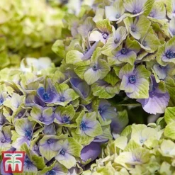 Hydrangea Macrophylla 'Magical Jewel' -Florist Zone hydr42