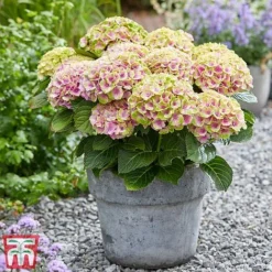 Hydrangea Macrophylla 'Magical Jewel' -Florist Zone hydr6
