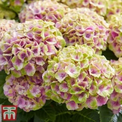 Hydrangea Macrophylla 'Magical Jewel' -Florist Zone hydr7