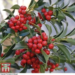 Holly 'Green Alaska' -Florist Zone ilex gree a