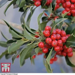 Holly 'Green Alaska' -Florist Zone ilex gree b