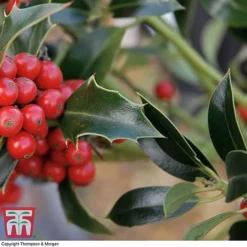 Holly 'Green Alaska' -Florist Zone ilex gree c