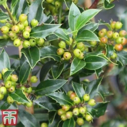 Holly 'Green Alaska' -Florist Zone ilex gree f