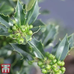 Holly 'Green Alaska' -Florist Zone ilex green e