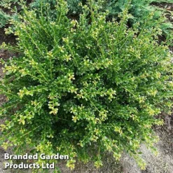 Ilex Crenata 'Glorie Dwarf' -Florist Zone ilexglorie