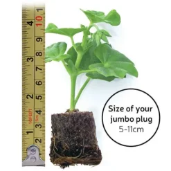 Nepeta 'Neptune' -Florist Zone jumboplugsize24