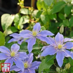 Clematis 'Justa' -Florist Zone justa