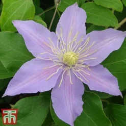 Clematis 'Justa' -Florist Zone justa5