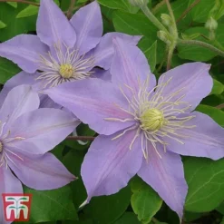 Clematis 'Justa' -Florist Zone justa6