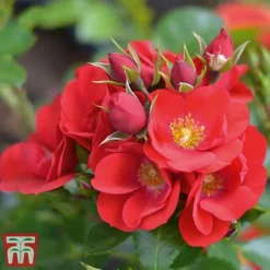 Rose 'Lots Of Kisses' (Shrub Rose)