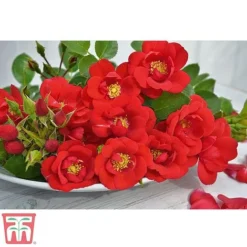 Rose 'Lots Of Kisses' (Shrub Rose) -Florist Zone kiss3