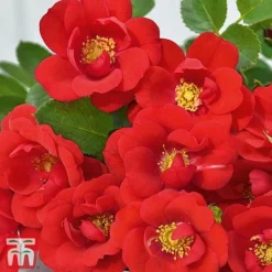 Rose 'Lots Of Kisses' (Shrub Rose) -Florist Zone kiss4