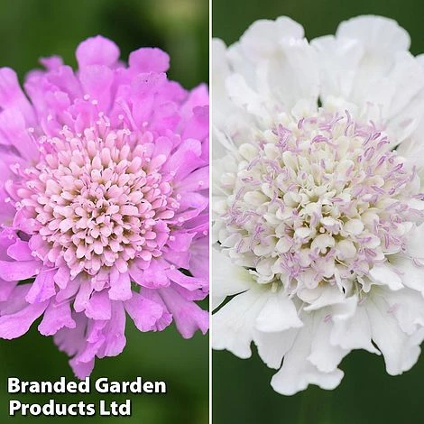 Scabious 'Kudos Collection' 1 Scabious 'Kudos Collection'