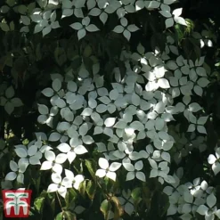 Cornus Kousa 'Teutonia' -Florist Zone kuo